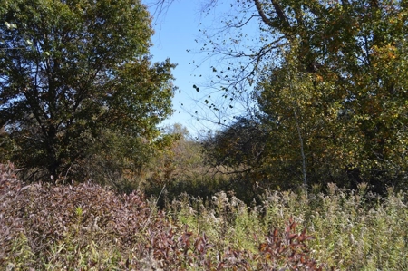 Hunting Acreage Juneau County, New Lisbon, Wi - image 21