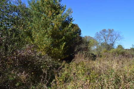 Hunting Acreage Juneau County, New Lisbon, Wi - image 13
