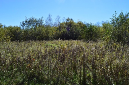 Hunting Acreage Juneau County, New Lisbon, Wi - image 14