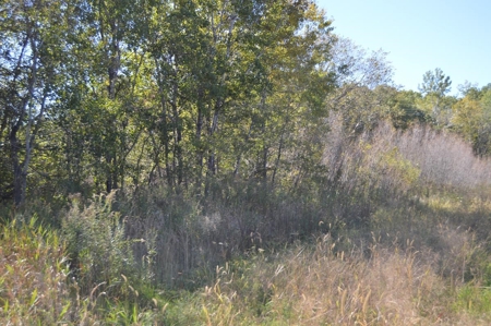 Hunting Acreage Juneau County, New Lisbon, Wi - image 22