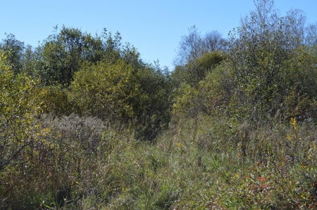 Hunting Acreage Juneau County, New Lisbon, Wi - image 20