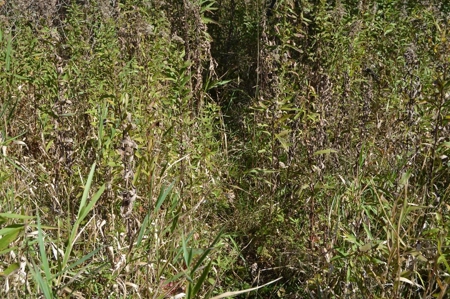 Hunting Acreage Juneau County, New Lisbon, Wi - image 32