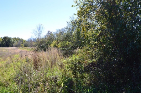 Hunting Acreage Juneau County, New Lisbon, Wi - image 31