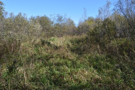 Hunting Acreage Juneau County, New Lisbon, Wi - image 12