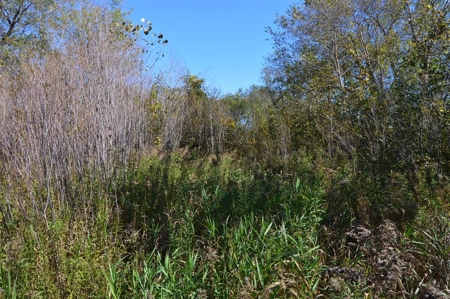 Hunting Acreage Juneau County, New Lisbon, Wi - image 27