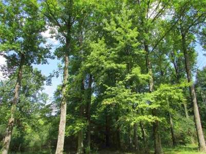 Wooded Land For Sale | Bloomington Indiana Auction - image 5