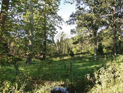 Land Scene