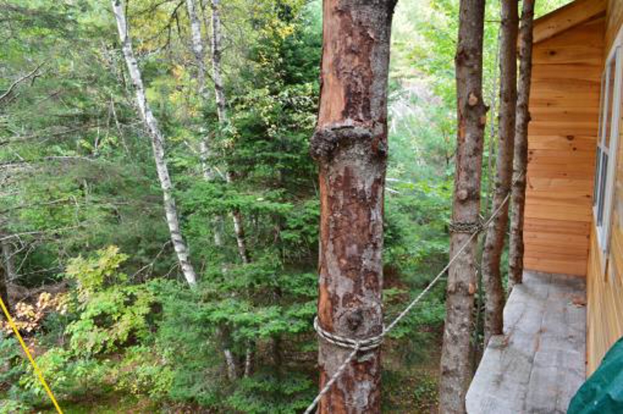 Nice Trees