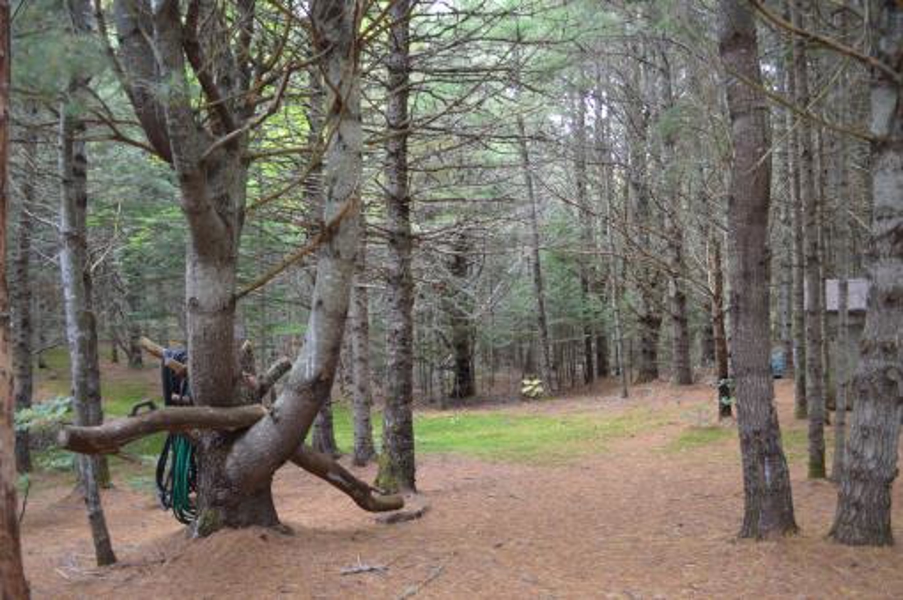 Strange Trees