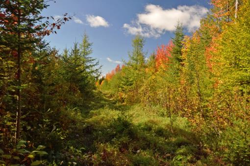 Interior Trail