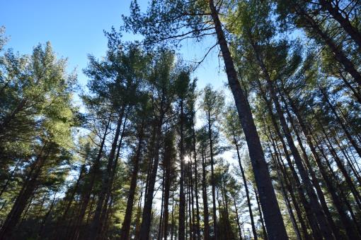 Maine Land For Sale In Dixmont