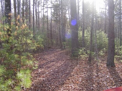 Main View