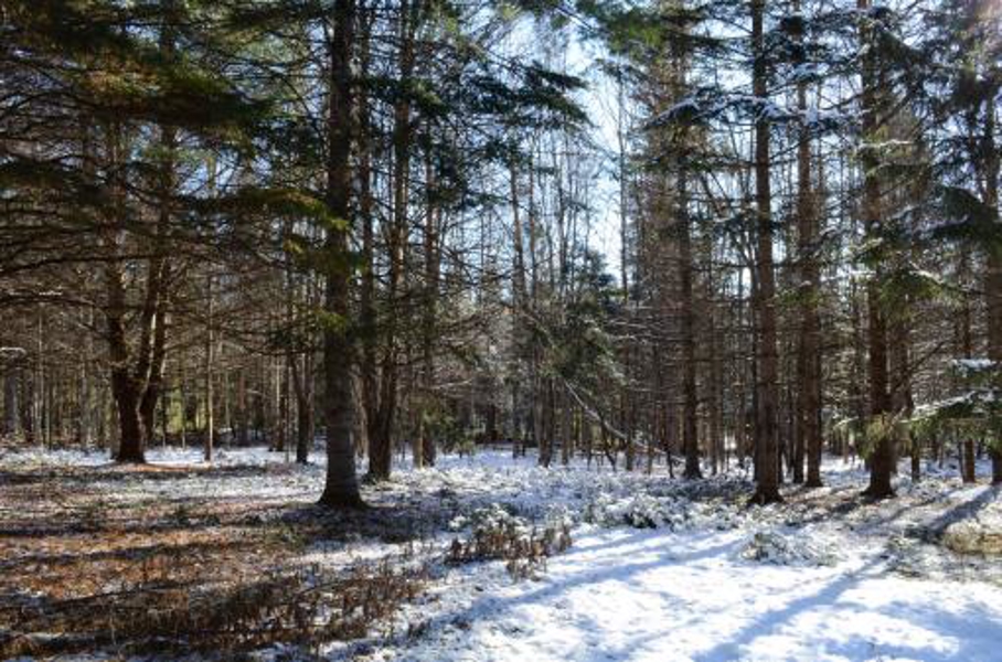 Land/lot