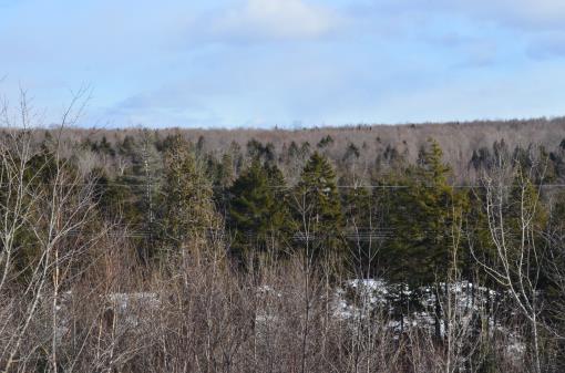 Maine Land For Sale
