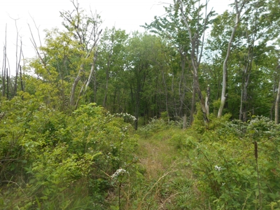 Online Auction - Hunting Recreational Land Scioto County, OH - image 14