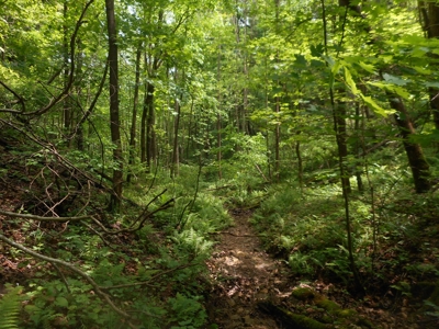 Online Auction - Hunting Recreational Land Scioto County, OH - image 34
