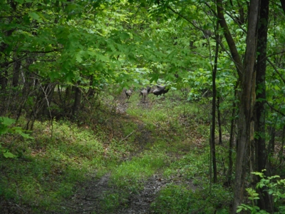 Online Auction - Hunting Recreational Land Scioto County, OH - image 22