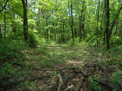 Online Auction - Hunting Recreational Land Scioto County, OH - image 28