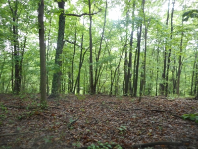 Online Auction - Hunting Recreational Land Scioto County, OH - image 25