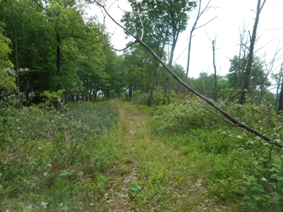 Online Auction - Hunting Recreational Land Scioto County, OH - image 13