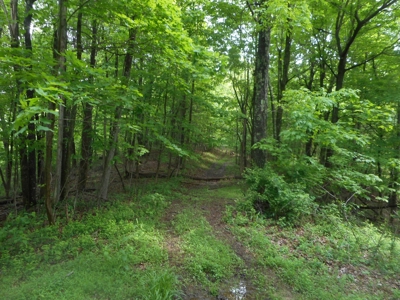 Online Auction - Hunting Recreational Land Scioto County, OH - image 19