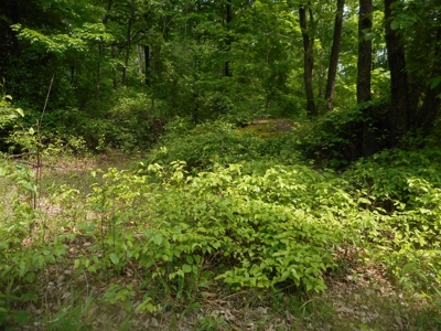 Online Auction - Hunting Recreational Land Scioto County, OH - image 26