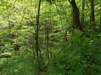 Online Auction - Hunting Recreational Land Scioto County, OH - image 3