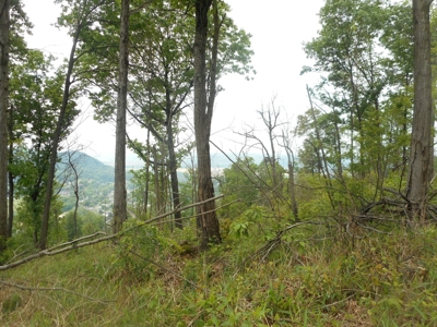 Online Auction - Hunting Recreational Land Scioto County, OH - image 12