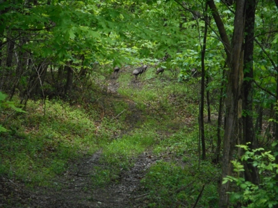 Online Auction - Hunting Recreational Land Scioto County, OH - image 23