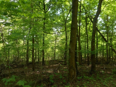 Online Auction - Hunting Recreational Land Scioto County, OH - image 17