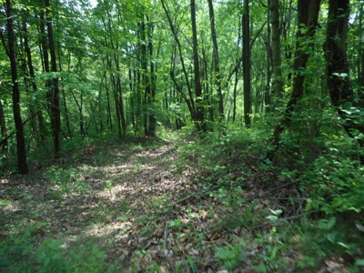 Online Auction - Hunting Recreational Land Scioto County, OH - image 29