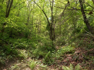 Online Auction - Hunting Recreational Land Scioto County, OH - image 33