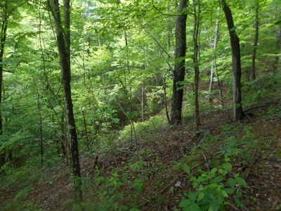Online Auction - Hunting Recreational Land Scioto County, OH - image 31