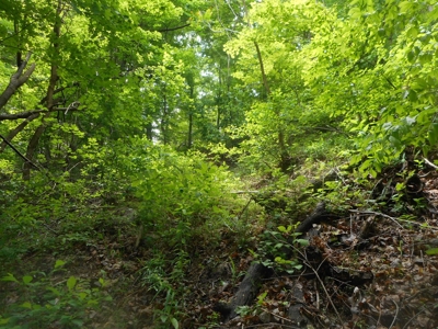 Online Auction - Hunting Recreational Land Scioto County, OH - image 6
