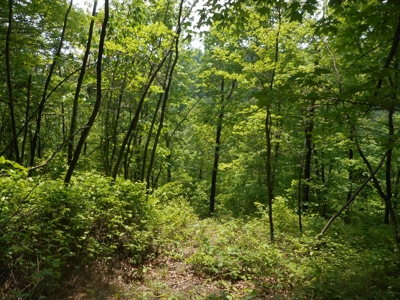 Online Auction - Hunting Recreational Land Scioto County, OH - image 30