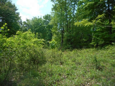 Online Auction - Hunting Recreational Land Scioto County, OH - image 27