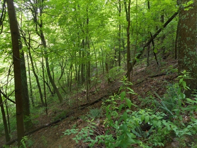 Online Auction - Hunting Recreational Land Scioto County, OH - image 5