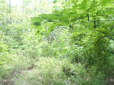 Online Auction - Hunting Recreational Land Scioto County, OH - image 32