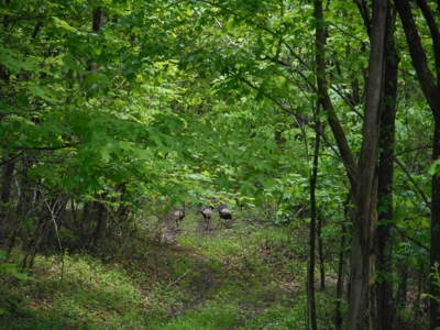 Online Auction - Hunting Recreational Land Scioto County, OH - image 21