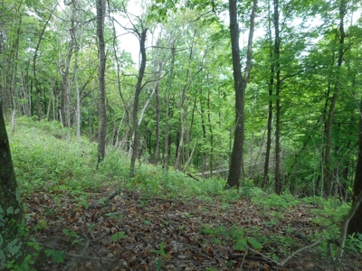 Online Auction - Hunting Recreational Land Scioto County, OH - image 11