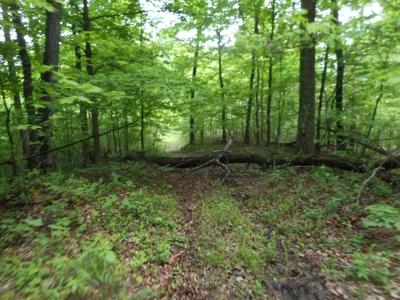 Online Auction - Hunting Recreational Land Scioto County, OH - image 18