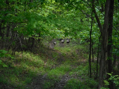 Online Auction - Hunting Recreational Land Scioto County, OH - image 20