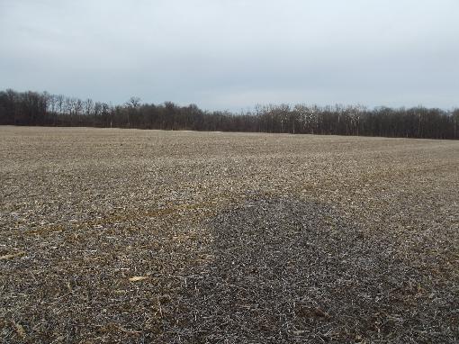 View Of Cropland