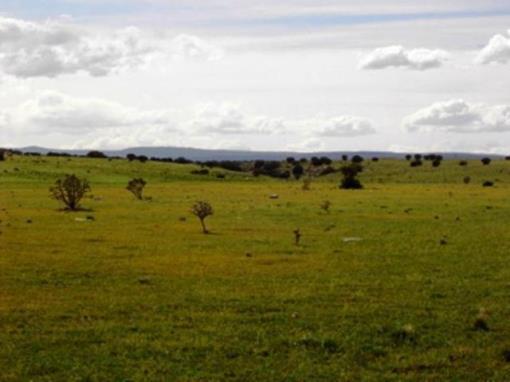 469 Ac Ranch Land Estancia New Mexico