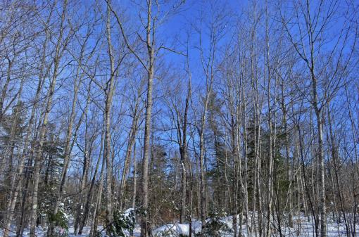 Maine Land For Sale In Swanville