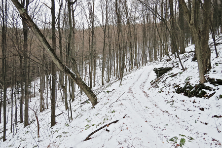 Tioga Hunting Land for Sale at Auction - image 2