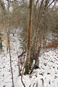 Tioga Hunting Land for Sale at Auction - image 5