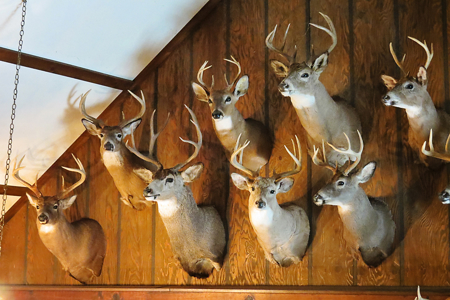 Tioga Hunting Land for Sale at Auction - image 6