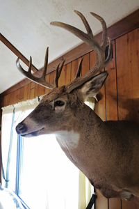 Tioga Hunting Land for Sale at Auction - image 7