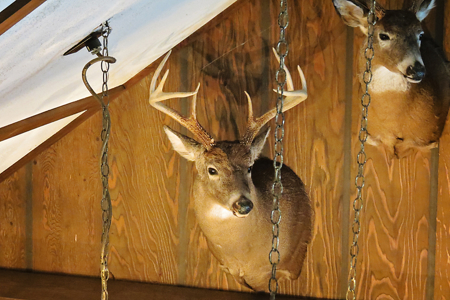 Tioga Hunting Land for Sale at Auction - image 12